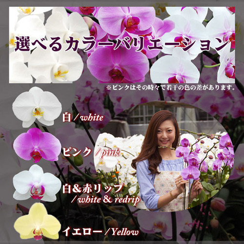 胡蝶蘭 ミディ 中輪 3本立ち 27輪以上 母の日 ギフト プレゼント