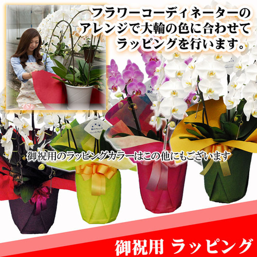 胡蝶蘭 ミディ 中輪 3本立ち 27輪以上 母の日 ギフト プレゼント