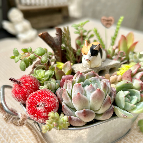 送料無料】再販♡ポカポカ♡日向ぼっこ猫さん♪多肉植物寄せ植え 母の