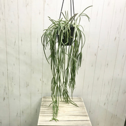 楽天市場】リプサリス・パラドクサ観葉植物 多肉植物 吊り下げ