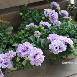 八重咲きペチュニア*パニエ*ピンクアイス その他インテリア雑貨 Garden