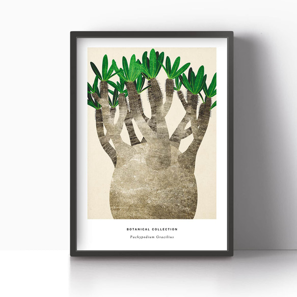 アートポスター/  Pachypodium No.2　おしゃれインテリア・北欧、モノトーン好きの方に☆ 7枚目の画像