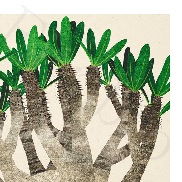 アートポスター/  Pachypodium No.2　おしゃれインテリア・北欧、モノトーン好きの方に☆ 4枚目の画像