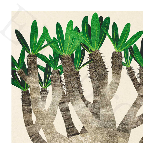 アートポスター/  Pachypodium No.2　おしゃれインテリア・北欧、モノトーン好きの方に☆ 3枚目の画像