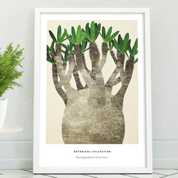 アートポスター/  Pachypodium No.2　おしゃれインテリア・北欧、モノトーン好きの方に☆ 1枚目の画像