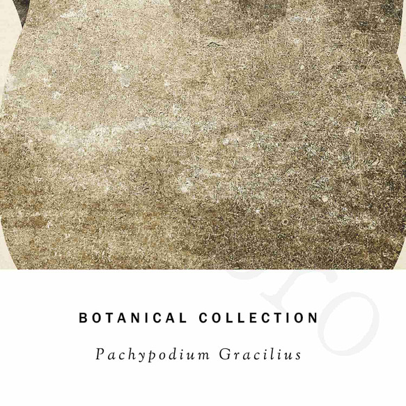 アートポスター/  Pachypodium No.2　おしゃれインテリア・北欧、モノトーン好きの方に☆ 6枚目の画像
