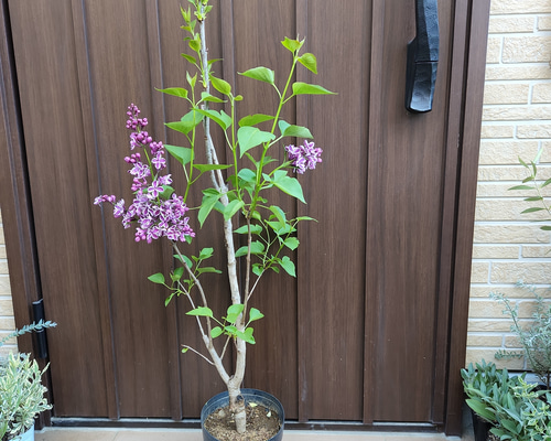 エ．【幹太】青紫 ライラック 苗木 苗 リラの花 青い花 春の花 花木 