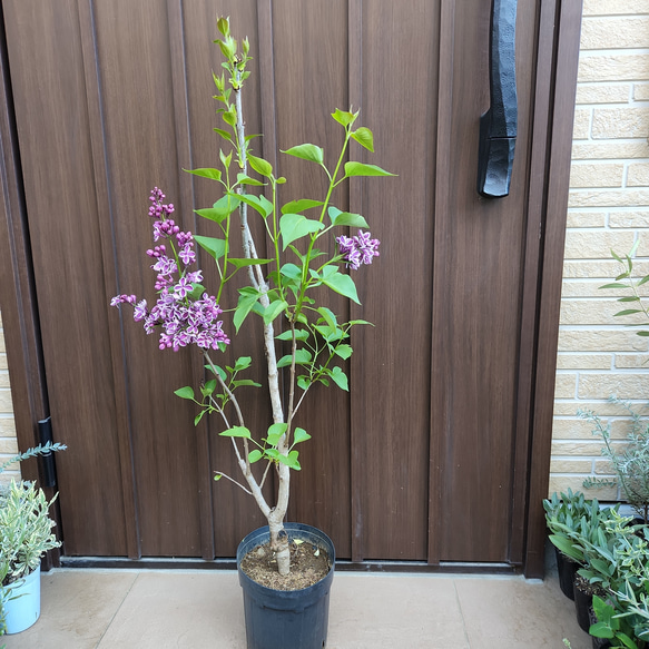 ライラック(リラの花)センセーション苗木 とてつもなく