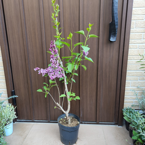 【予約販売】本 ライラック リラの花 苗木 レディースウェア