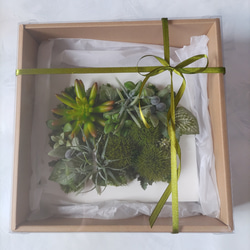 「特集掲載」多肉植物　フェイクグリーン　卓上　フレーム　オリーブ　グリーン  インテリア　プレゼント 12枚目の画像