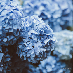 HYDRANGEAー紫陽花－　Room fragrance(ルームフレグランス)　ディフューザー 4枚目の画像