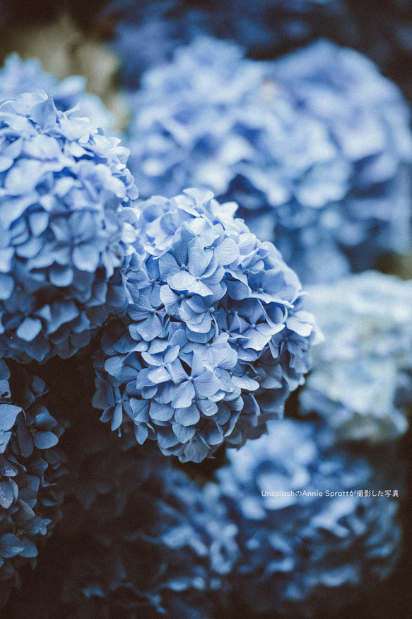 HYDRANGEAー紫陽花－　Room fragrance(ルームフレグランス)　ディフューザー 4枚目の画像