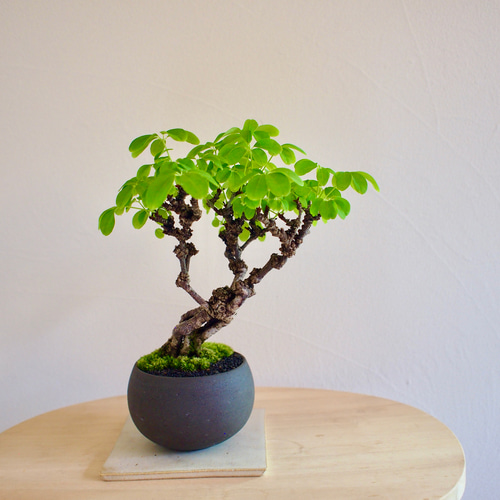 五葉アケビ ミニ盆栽 白花あけび 白花あけび｜盆栽｜白アケビ | 落葉樹 盆栽 bonsaikiki 通販