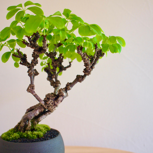 五葉アケビ ミニ盆栽 白花あけび 白花あけび｜盆栽｜白アケビ | 落葉樹 盆栽 bonsaikiki 通販