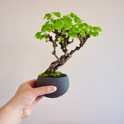 冬椿盆栽　（白）　根上り盆栽 盆栽 椿 岩根絞り 紅白花 室内 趣味 おしゃれ盆栽 ミニ観葉