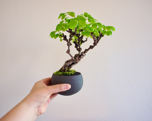 五葉アケビ ミニ盆栽 白花あけび 白花あけび｜盆栽｜白アケビ | 落葉樹 盆栽 bonsaikiki 通販 19191787