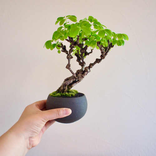 白花あけび｜根上がり｜盆栽｜白アケビ | 落葉樹｜ 盆栽 bonsaikiki