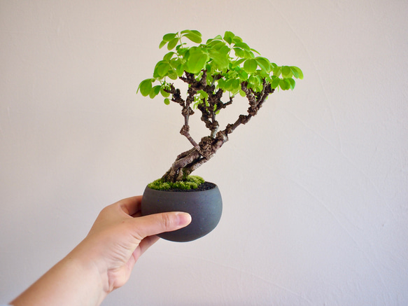 白花あけび｜根上がり｜盆栽｜白アケビ | 落葉樹｜ 盆栽 bonsaikiki