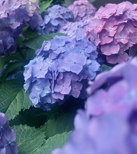 FRAGRANCE MIST　30ml　HYDRANGEAー紫陽花－　(フレグランスミスト)　 3枚目の画像