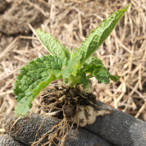 チョロギ苗15株 野菜 青い浅草 通販 15783936｜Creema(クリーマ)