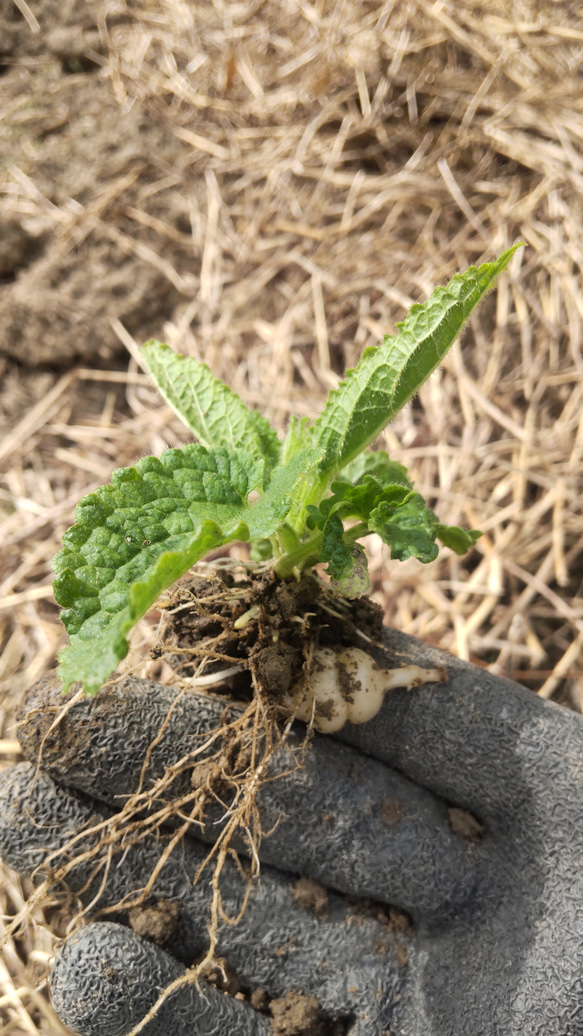 チョロギ苗15株 野菜 青い浅草 通販 15783936｜Creema(クリーマ)