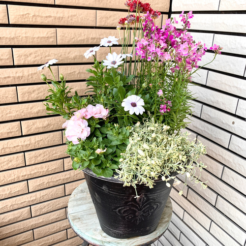 陶器制 バレリーナ2体 高さ20cm ￥3500送料込み （TK名古屋人形
