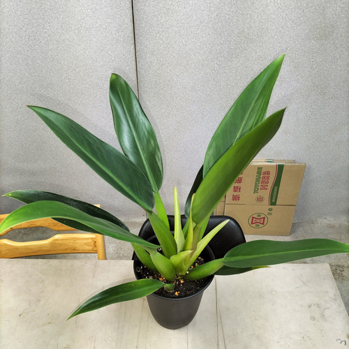 フィロデンドロン　キャニフォリウム　(キャニフォリウム)　大型　希少　送料無料 フィロデンドロン キャニフォリウム (キャニフォリウム) 大型