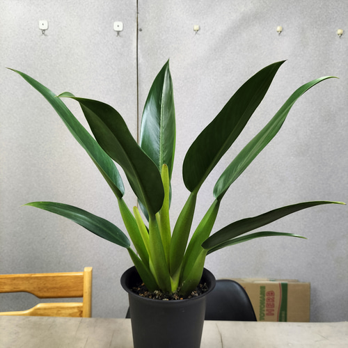 フィロデンドロン キャニフォリウム (キャニホリウム) (ホテイカズラ