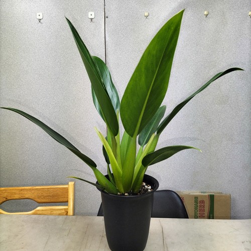 フィロデンドロン キャニフォリウム (キャニホリウム) (ホテイカズラ