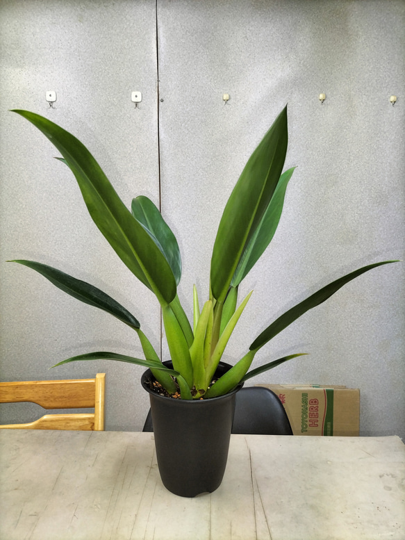 フィロデンドロン　キャニフォリウム　キャニホリウム　ホテイカズラ フィロデンドロン キャニフォリウム (キャニホリウム) (ホテイカズラ