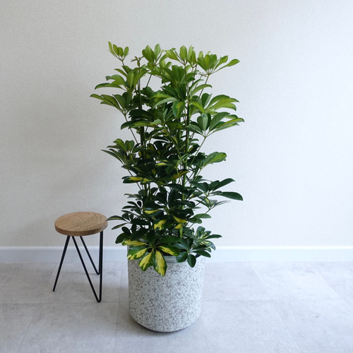 斑入り シェフレラ カポック 観葉植物 室内 7号 ホンコン 〈フィカス