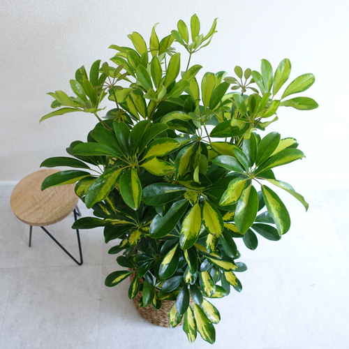 斑入り シェフレラ カポック 観葉植物 室内 7号 ホンコン 〈フィカス