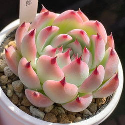 人気品種!☆桃太郎 多肉植物 自家栽培 国産 多肉植物 美 人気品種!☆桃太郎 多肉植物 自家栽培 国産 多肉植物 美