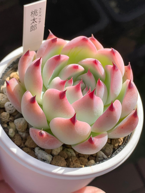人気品種！☆桃太郎 多肉植物 自家栽培 国産 多肉植物 美
