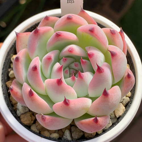 エケベリア　桃太郎　多肉植物 エケベリア 桃太郎（抜き苗） | 多肉植物のネットショップ ST Farm