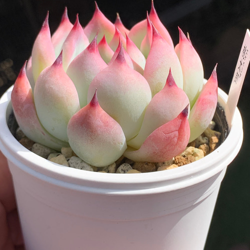 人気品種!☆桃太郎 多肉植物 自家栽培 国産 多肉植物 美 人気品種!☆桃太郎 多肉植物 自家栽培 国産 多肉植物 美