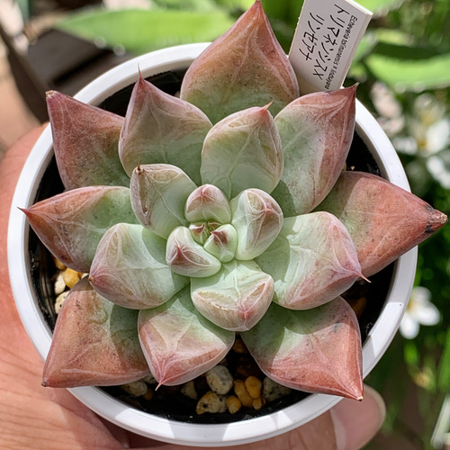 多肉植物 Echeveria 新品種 リンゼアナ 6頭以上 特大群生 | るる