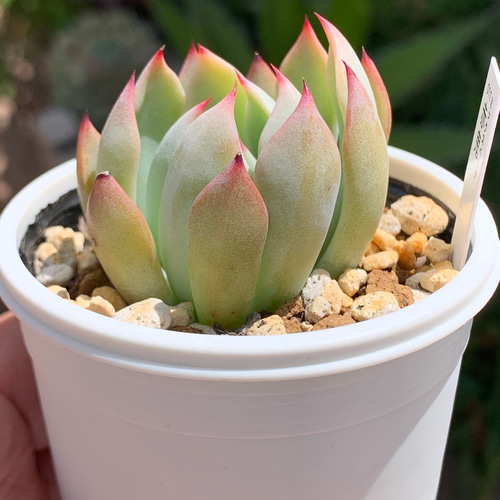 人気レア品種！☆赤鬼 多肉植物 自家栽培 国産 多肉植物 美✴︎taniku