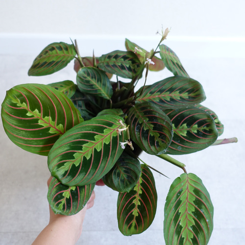 マランタ レウコネウラ 大株 観葉植物 カラテア 室内 〈モンステラ