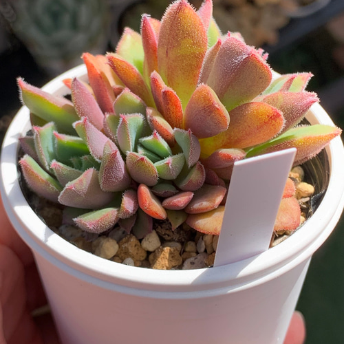 多肉植物 hq720.jpg?sqp=-