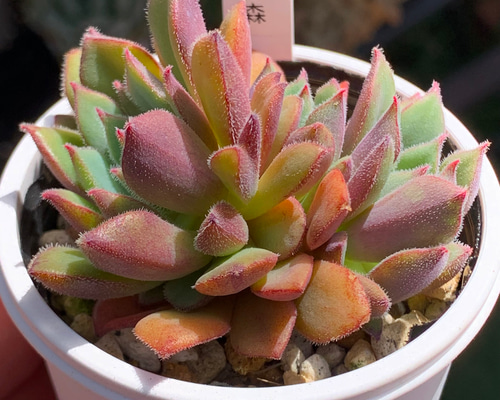 人気品種！☆迷いの森 多肉植物 自家栽培 国産 多肉植物 美✴︎taniku