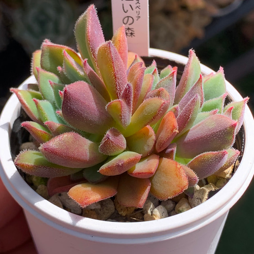 人気品種！☆迷いの森 多肉植物 自家栽培 国産 多肉植物 美✴︎taniku