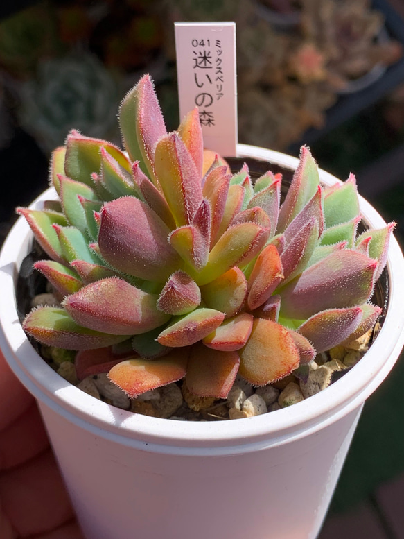 人気品種！☆迷いの森 多肉植物 自家栽培 国産 多肉植物 美✴︎taniku