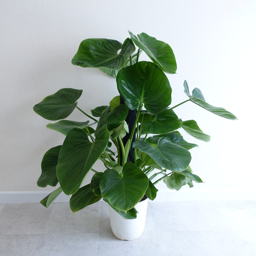 観葉植物【フィロデンドロン  ジョーピー バリエガタ】 モンステラ 斑入り植物 観葉植物【フィロデンドロン ジョーピー バリエガタ