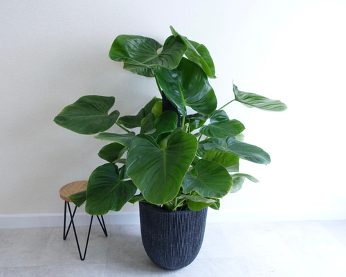 フィロデンドロン ピッチェリー 観葉植物 希少 大型 室内