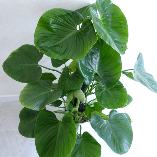 フィロデンドロン ピッチェリー 観葉植物 希少 大型 室内