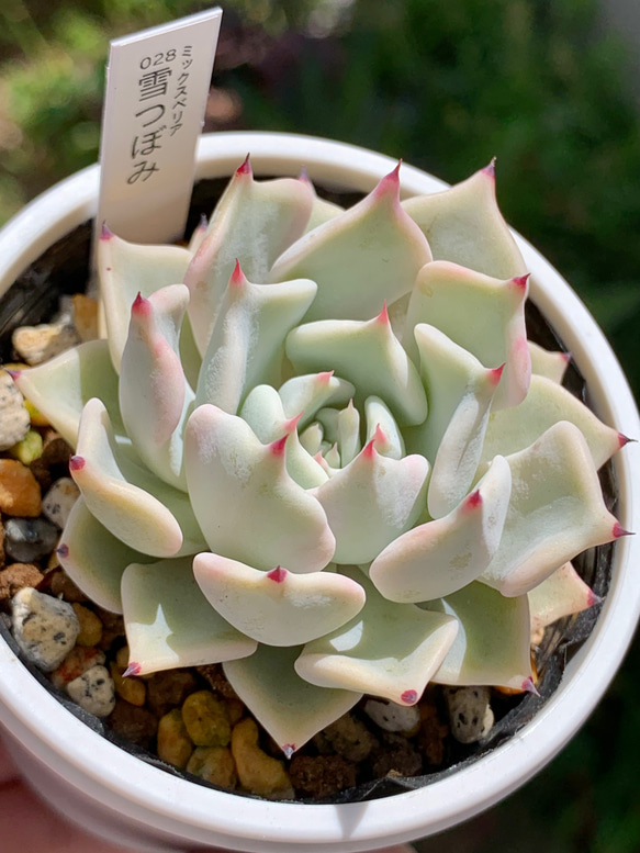 人気品種！☆雪つぼみ 多肉植物 自家栽培 国産 多肉植物 美✴︎taniku