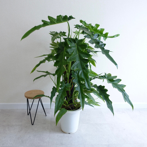 かなりワイルド‼︎ 超レア品種 フィロデンドロン ボブシー 観葉植物