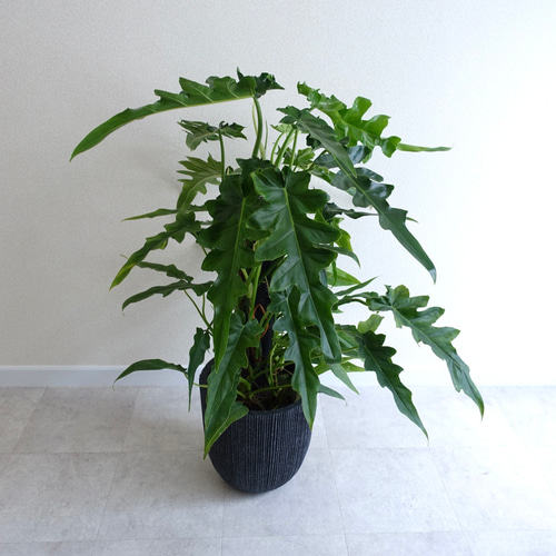 かなりワイルド‼︎ 超レア品種 フィロデンドロン ボブシー 観葉植物