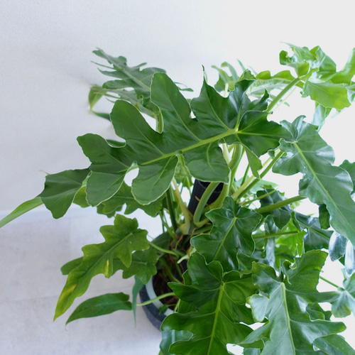 【希少】フィロデンドロンボブシー　極斑入り　スプラッシュの様なハーフ斑♡ 希少】フィロデンドロンボブシー 極斑入り スプラッシュの様なハーフ斑♡